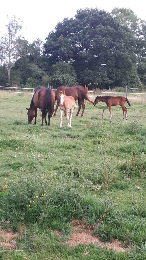 Gite Du Haras De Vales Moult Kültér fotó