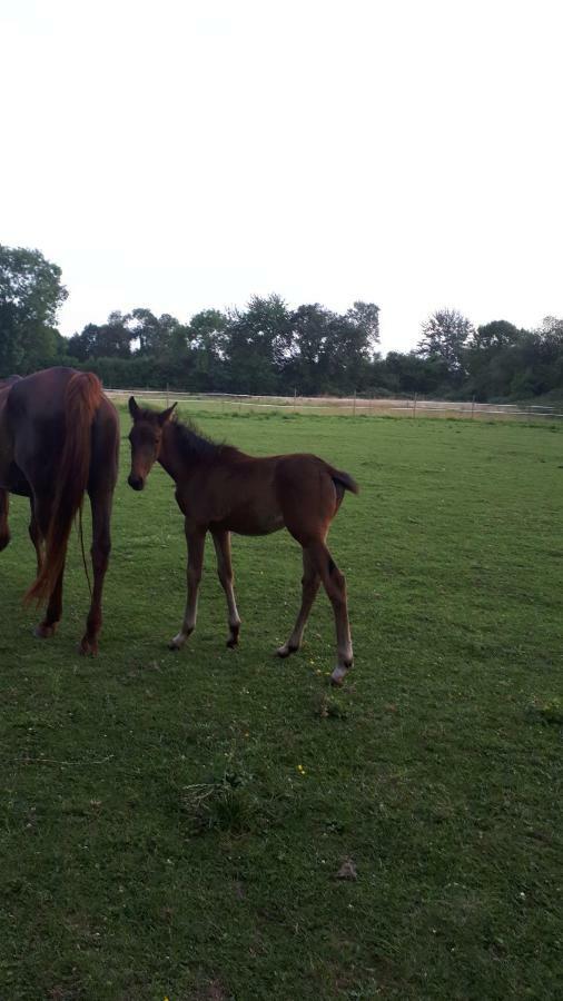Gite Du Haras De Vales Moult Kültér fotó