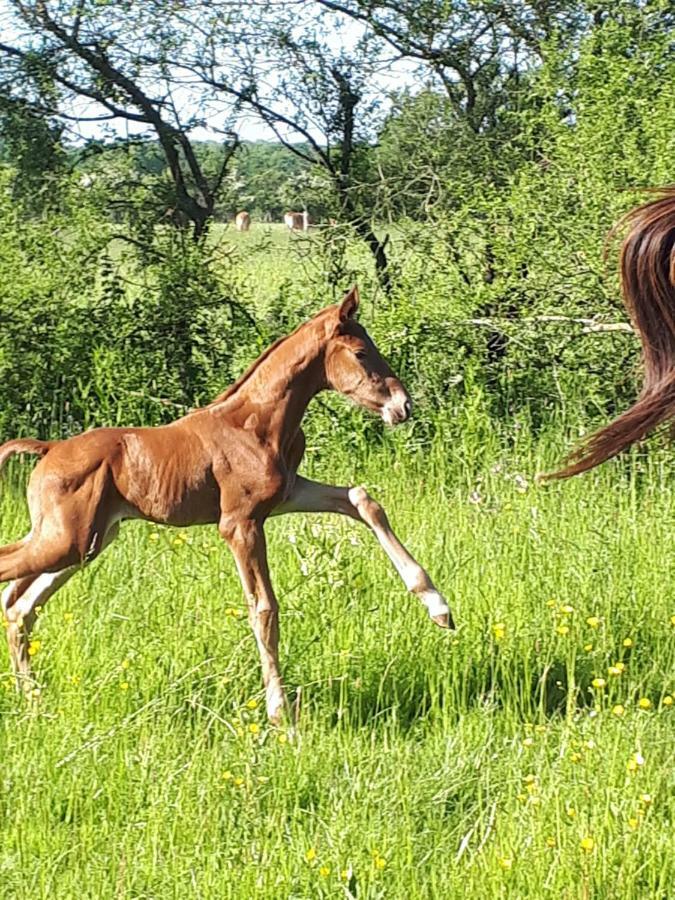 Gite Du Haras De Vales Moult Kültér fotó